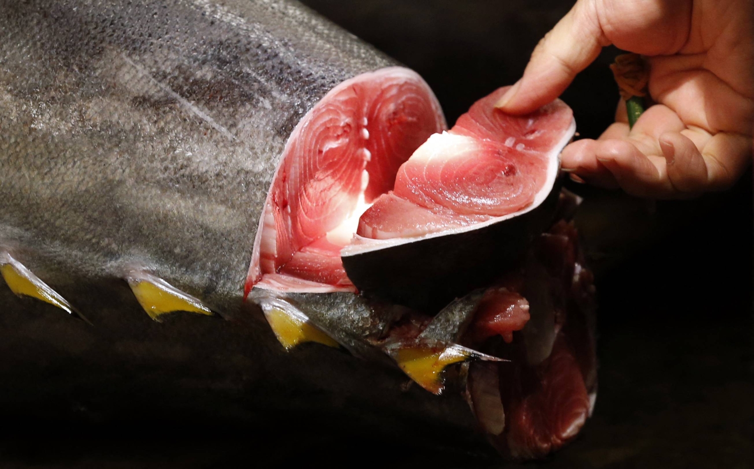  $200 tuna-cutting dining events offer ‘point of connection’ with sushi culture  — Japan Times